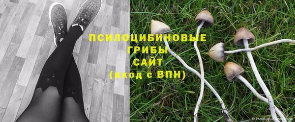 прущие грибы Каменск-Шахтинский